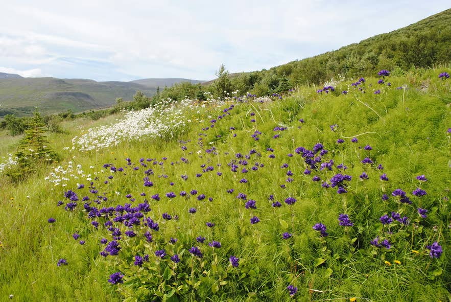 Wildblumen blühen auf einem grünen Hügel in Island, wobei violette und weiße Blüten den grasbewachsenen Hang bedecken.