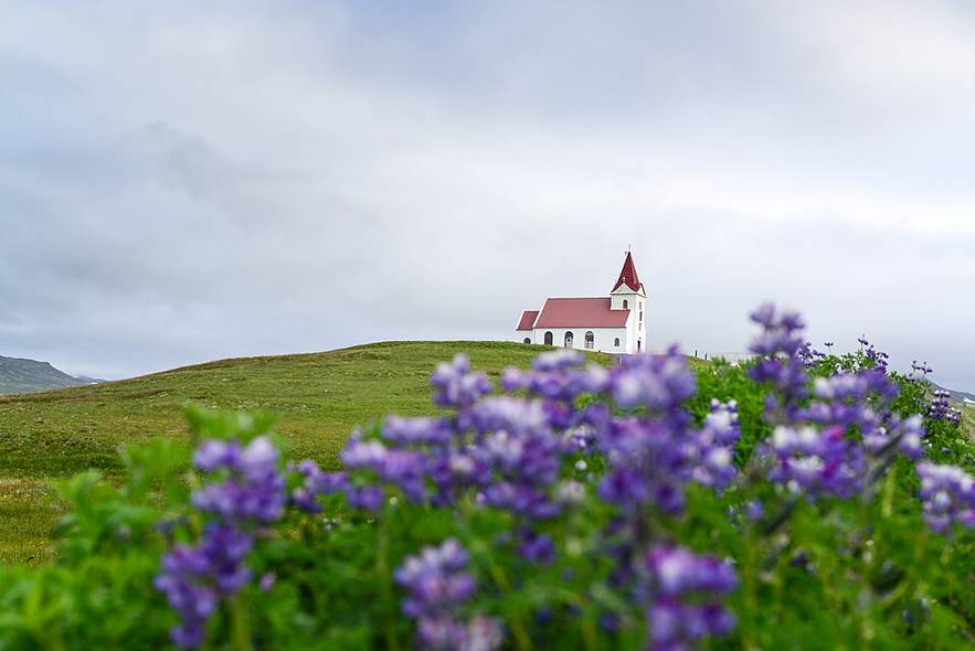Ingjaldsholskirkja Church on a green hill with lupines under a misty sky near Hellissandur