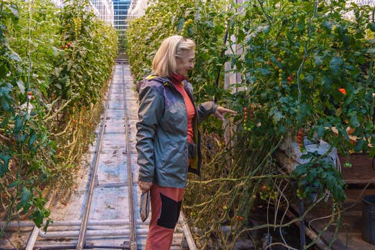 Private Golden Circle Tour with Fridheimar Tomato Farm Visit from Reykjavik