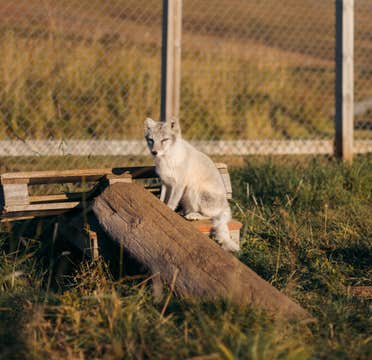 Arctic Fox Centre Tour in Sudavik with Transfer from Isafjordur