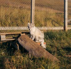 Arctic Fox Centre Tour in Sudavik with Transfer from Isafjordur