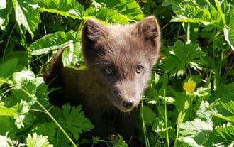 Arctic fox in its brown summer coat peers through green foliage near the Arctic Fox Centre in Sudavik.