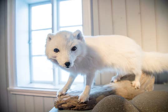 Arctic Fox Centre Tour in Sudavik with Transfer from Isafjordur