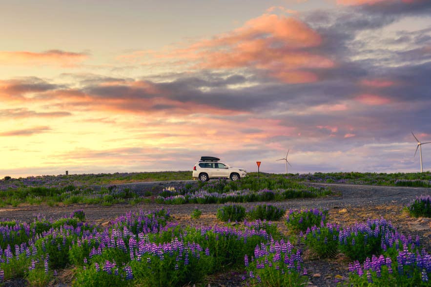 A white SUV on a gravel road winding through fields of purple lupines beneath a soft pink summer sunset in Iceland.
