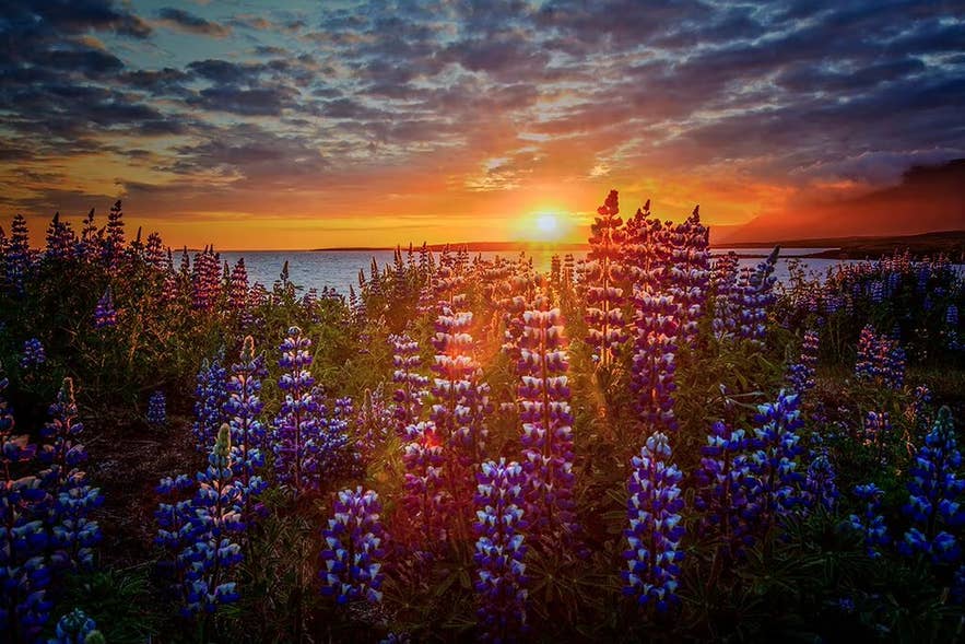 A field of purple Nootka lupines glowing as the midnight sun sits low over the sea on a summer night in Iceland.