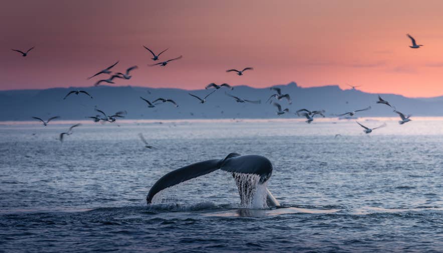 Stjärten på en knölval höjer sig ur havet bland cirklande sjöfåglar under midnattssolens rosa sken på Island.