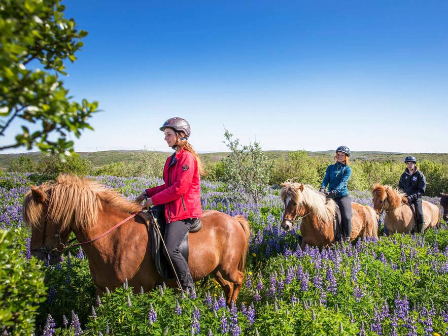 Riders on Icelandic horses crossing a field of purple lupines under a blue sky