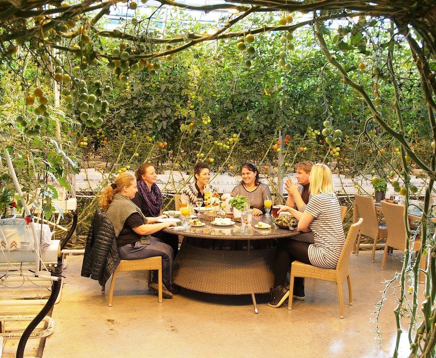 Eating among the tomatoes at Friðheimar is a pretty cool experience