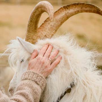 Goat Walking Farm Experience in West Iceland near Borgarnes