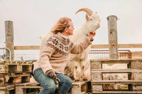 Goat Walking Farm Experience in West Iceland near Borgarnes