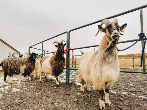 Goat Walking Farm Experience in West Iceland near Borgarnes