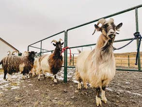 Goat Walking Farm Experience in West Iceland near Borgarnes