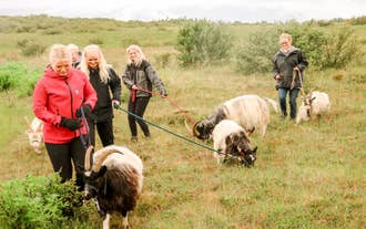 Small group walking Icelandic goats on leads through green farmland near Borgarnes in West Iceland