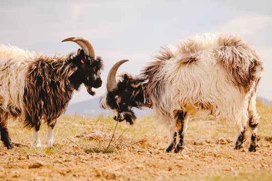 Goat Walking Farm Experience in West Iceland near Borgarnes