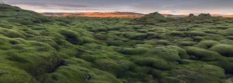 Icelandic Moss: The Complete Guide