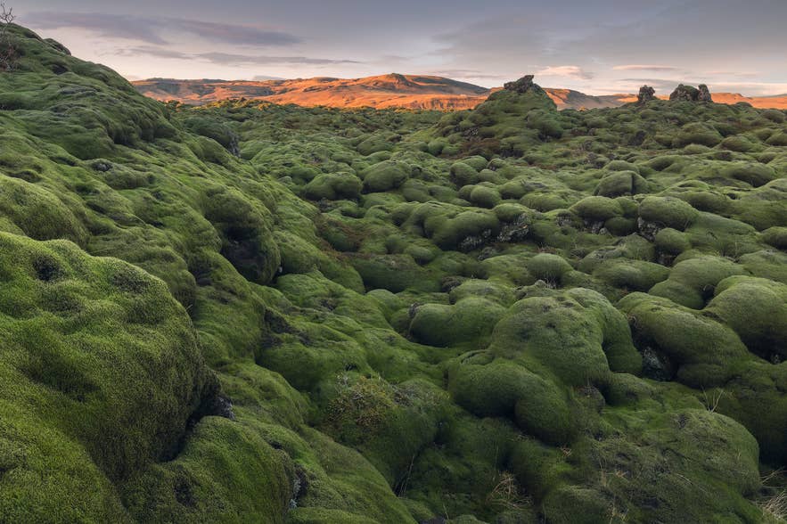 Eldhraun Lava Field in the Icelandic Highlands, where fjallagros grows in thick mats
