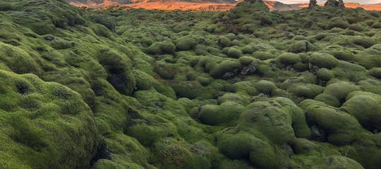 Lava_moss_unknown_summer_no watermark.jpg