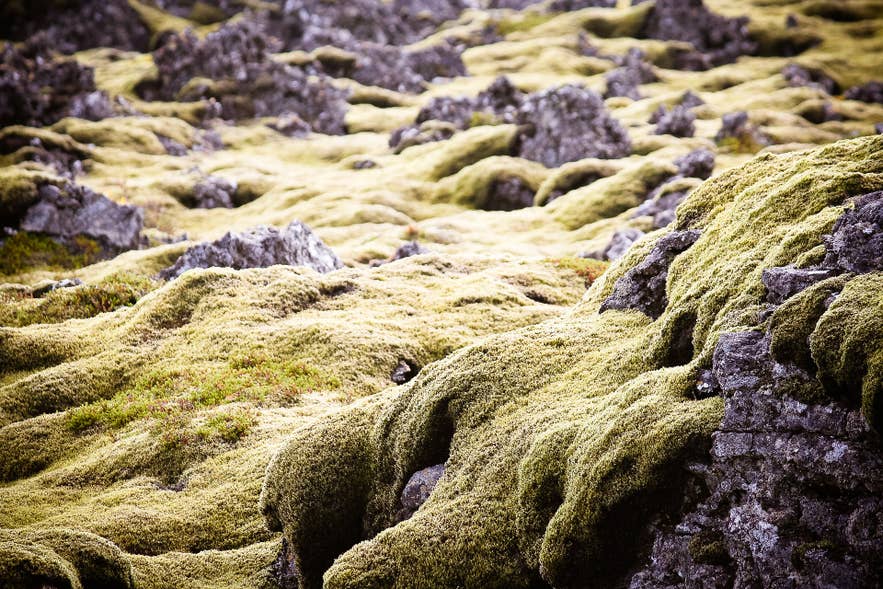 Green Icelandic moss covering volcanic lava rocks in Iceland