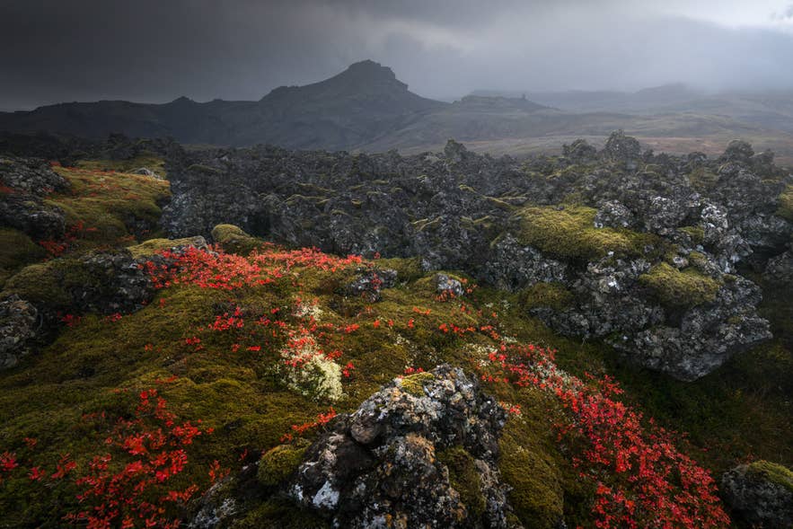 Icelandic moss and red berry plants growing across a volcanic lava field in Iceland
