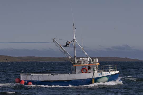 Grimsey Puffin Walk with Guided Boat Trip from Drangsnes
