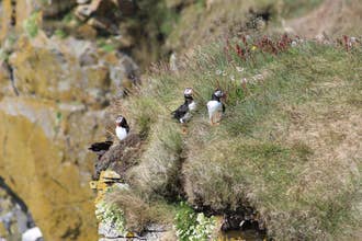 Grimsey Puffin Walk with Guided Boat Trip from Drangsnes