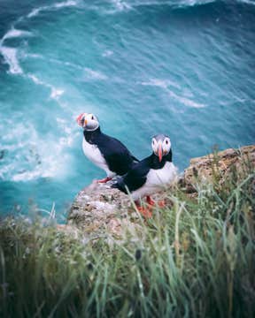 Small-Group Puffin Watching Hike to Storhofdi in the Westman Islands