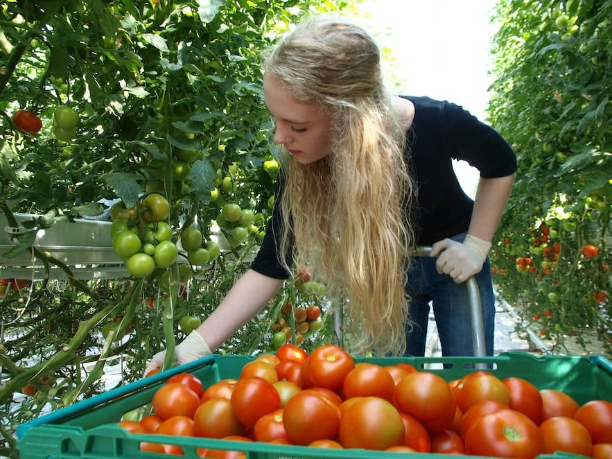 Harvesting tomatoes in the greenhouse at Fridheimar farm, a filming location in Through Night and Day.