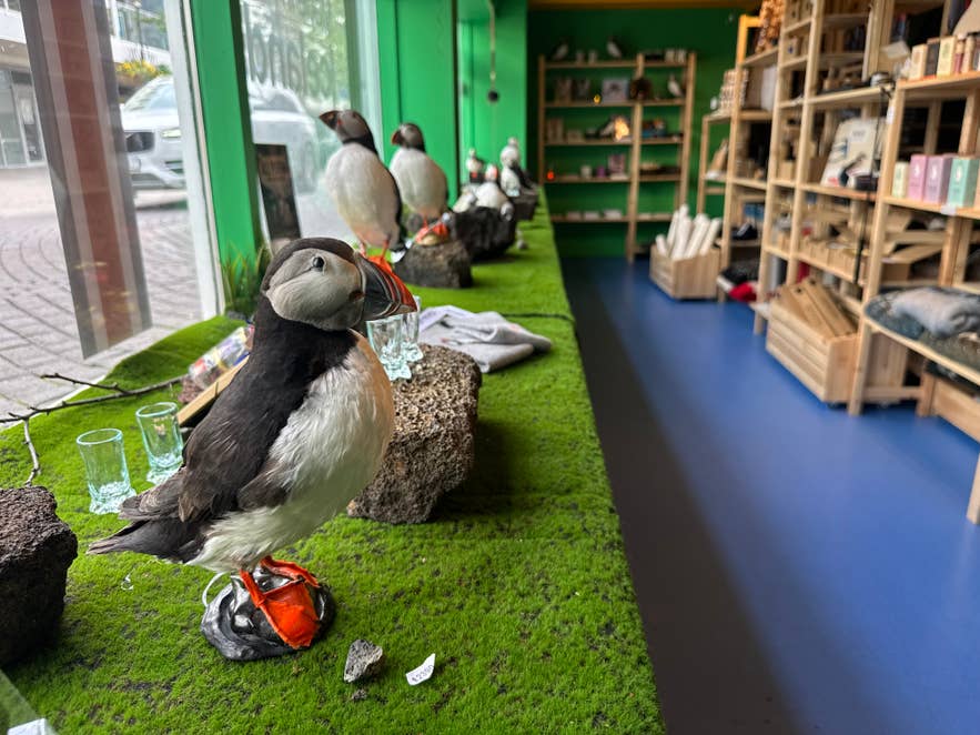 Чучело тупика на витрине в магазине Made in Iceland Souvenirs