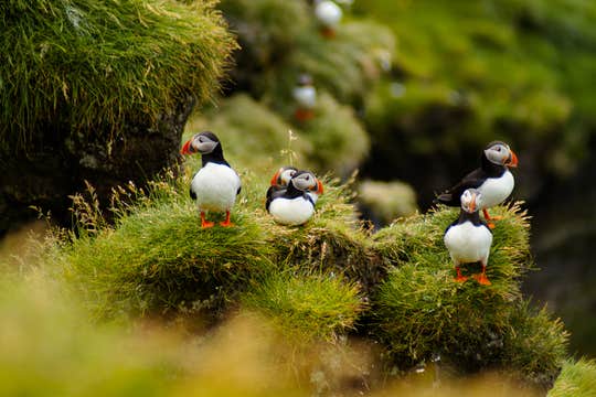 Small-Group Puffin Watching Hike to Storhofdi in the Westman Islands