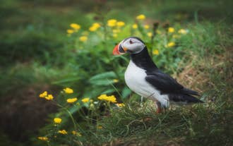 An Atlantic puffin surrounded by wildflowers at Storhofdi on Heimaey Island.