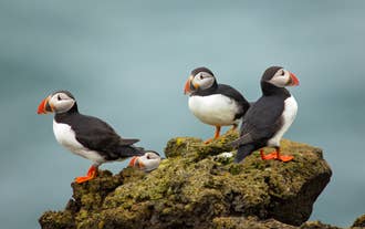 Atlantic puffins perched on coastal cliffs overlooking the Atlantic Ocean in Iceland.