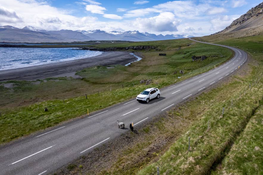Aerial view of a white SUV driving along a winding two-lane road beside a black-sand beach in rural Iceland. Green fields, grazing sheep, steep hills, and distant snow-dusted mountains stretch beneath a partly cloudy blue sky.