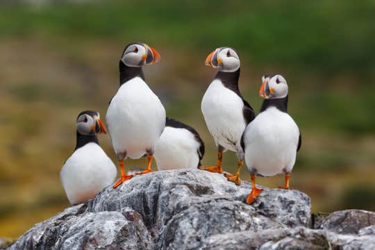 Grimsey Puffin Walk with Guided Boat Trip from Drangsnes
