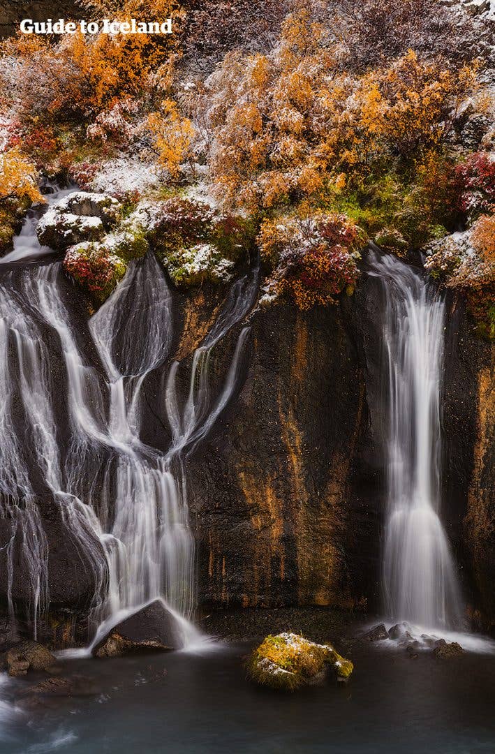 Streams of Hraunfossar seep from the lava field beneath golden autumn foliage in West Iceland.