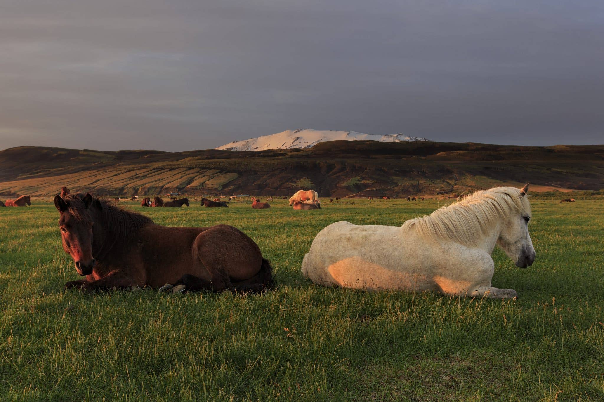 Two Icelandic horses graze together in warm evening light in the Icelandic countryside.