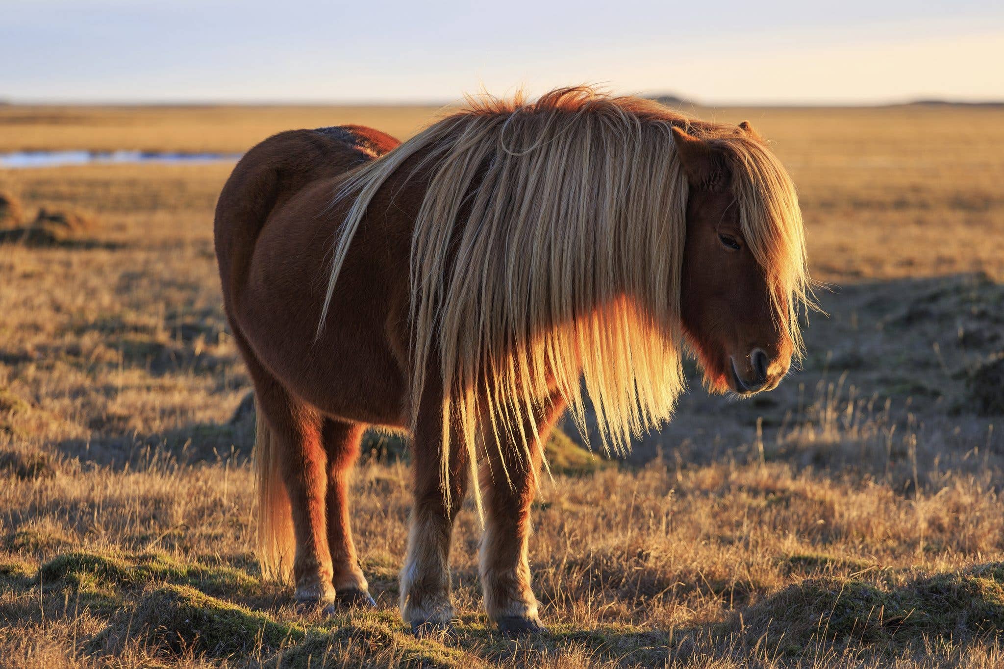 An Icelandic horse with a long flaxen mane stands in a golden winter pasture in Iceland.