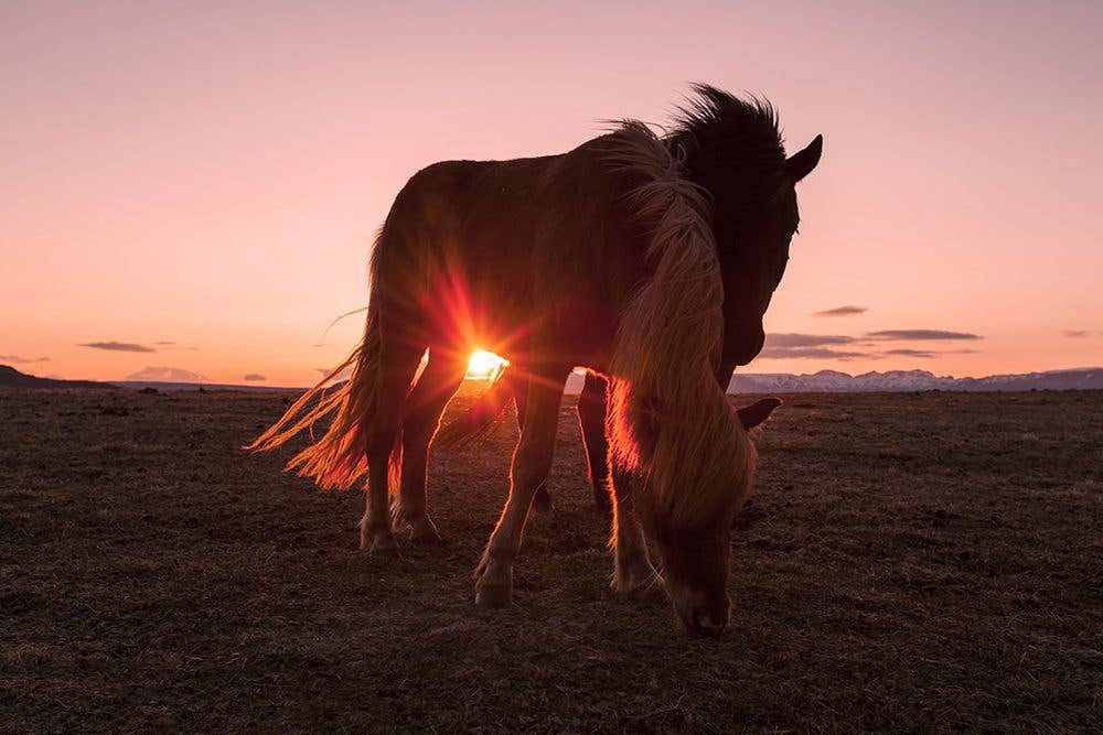 Two Icelandic horses graze under the glow of the midnight sun in Iceland.