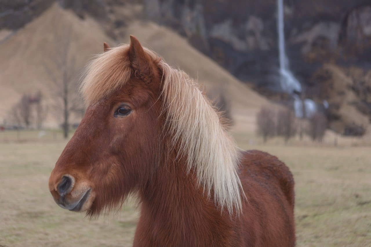 A chestnut Icelandic horse with a pale mane stands before the Foss á Síðu waterfall in South Iceland.