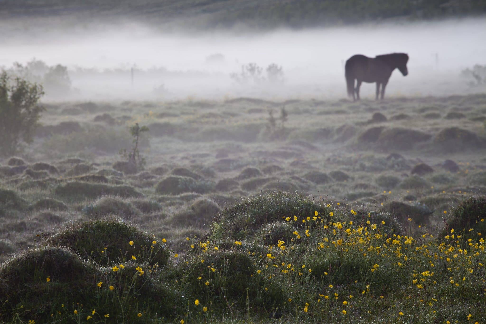 A lone Icelandic horse stands in a misty, moss-covered field on a summer morning in Iceland.