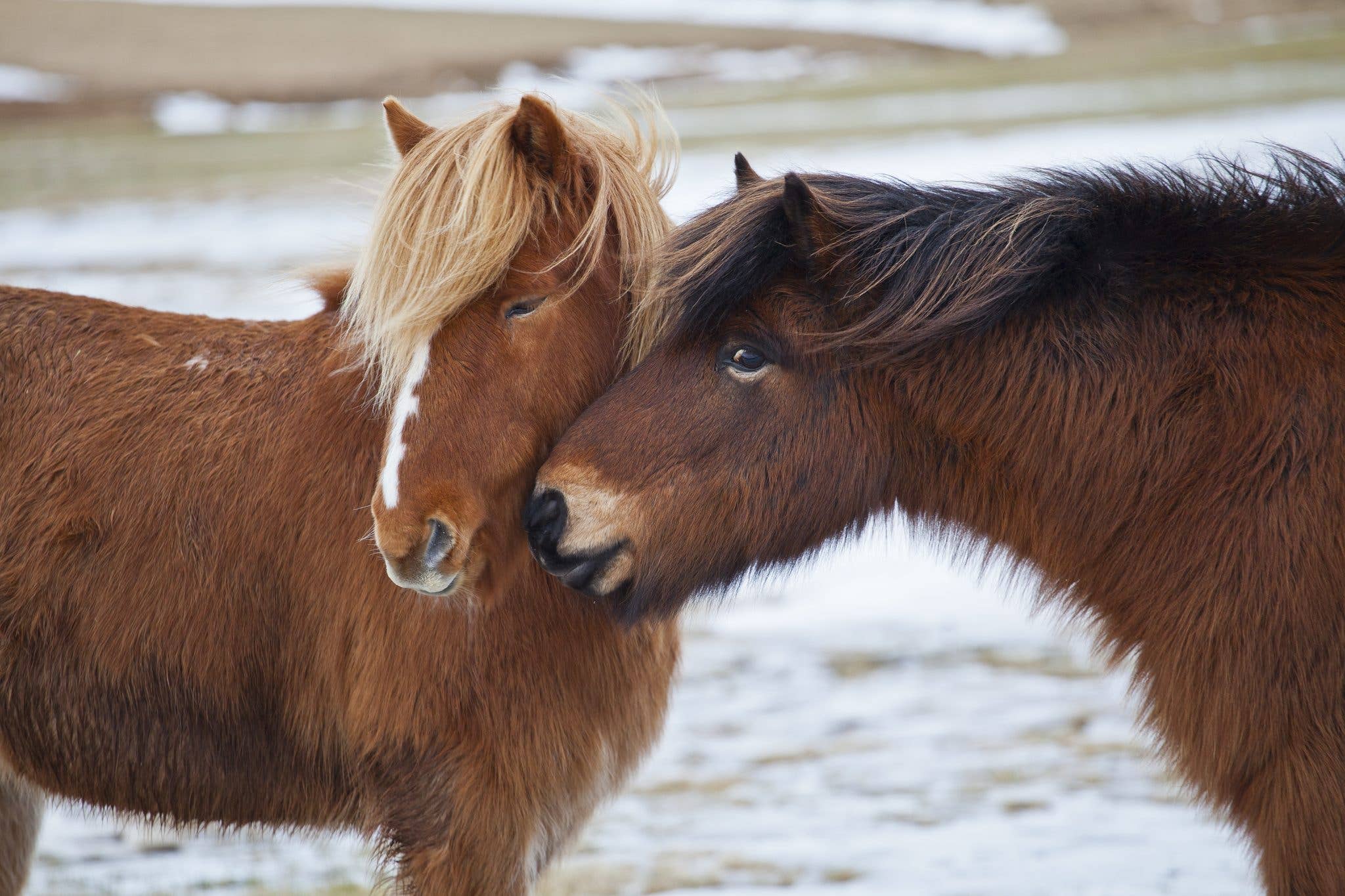 Two Icelandic horses nuzzle together in a snowy field in Iceland.