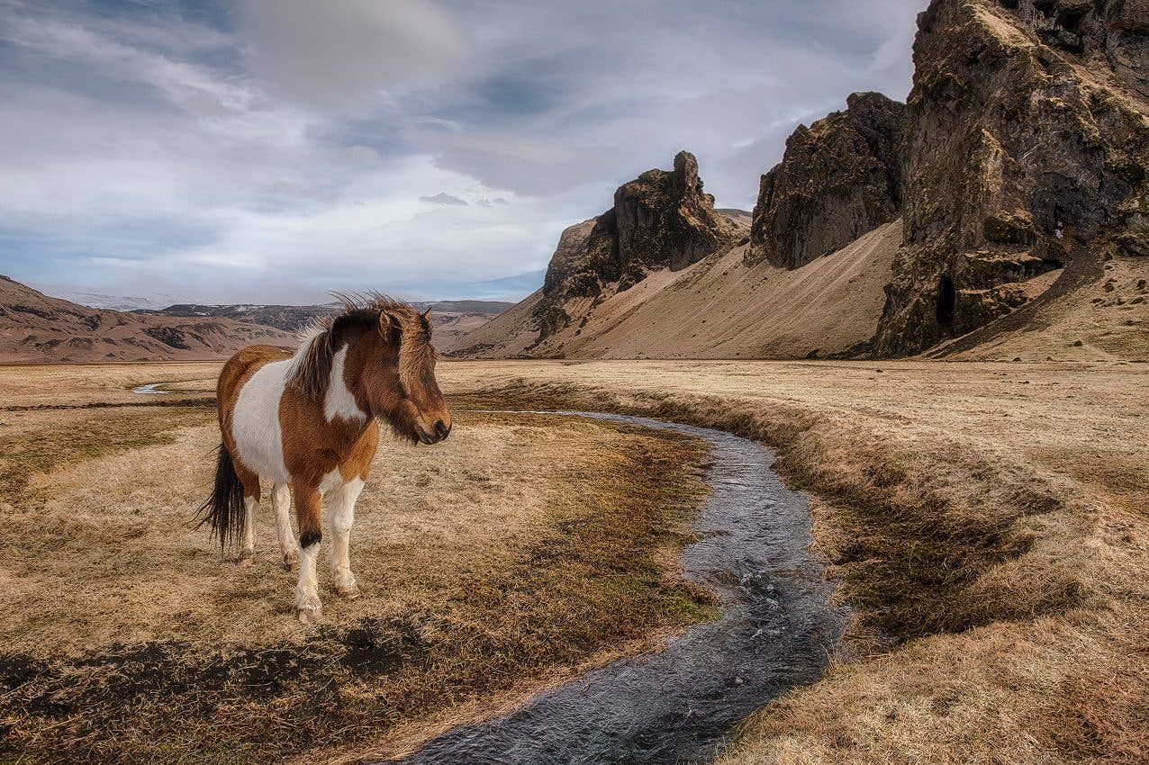 A pinto Icelandic horse stands beside a stream in a green valley in Iceland.