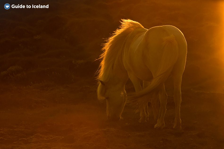 Two Icelandic horses stand close together in golden evening light in Iceland.