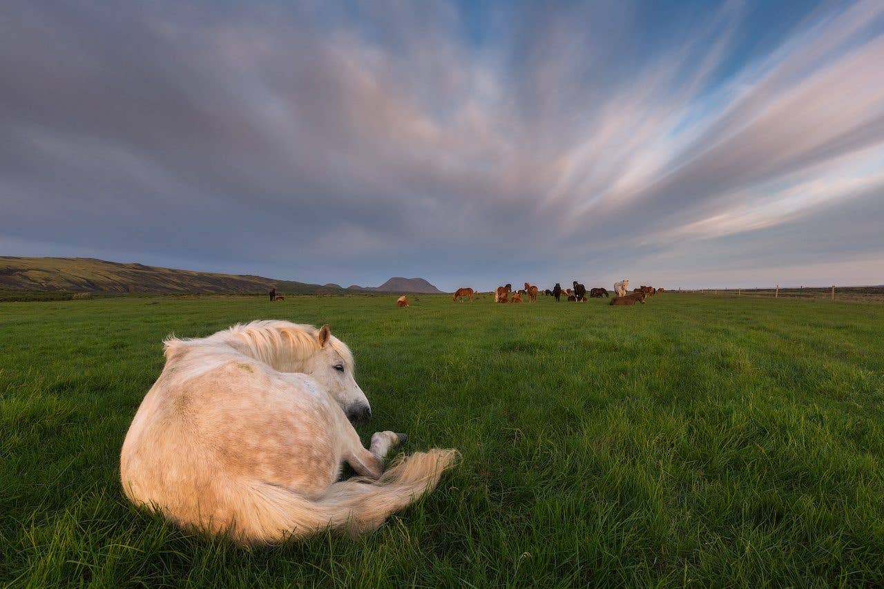 A pale Icelandic horse rests in a green meadow as the herd grazes in the distance, Iceland.