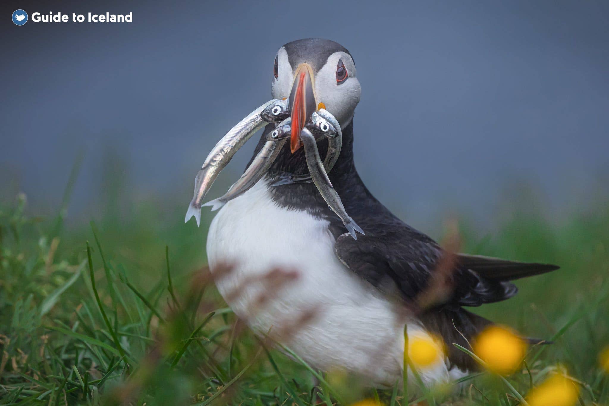 An Atlantic puffin carries a beak full of sand eels back to its burrow on an Icelandic cliff.