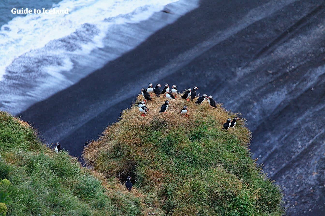 A colony of puffins gathers on a green sea stack above the ocean at Dyrhólaey in South Iceland.