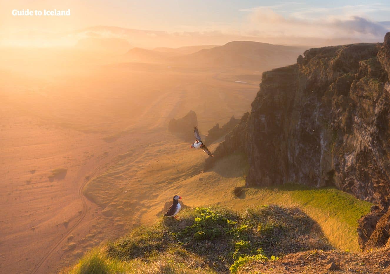 A puffin flies along the sunlit sea cliffs of Dyrhólaey at sunset in South Iceland.