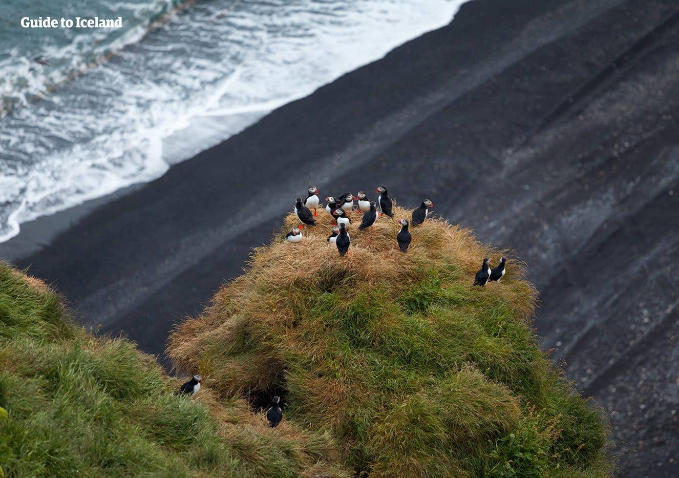 Puffins cluster on a grassy outcrop above a black-sand beach at Dyrhólaey in South Iceland.