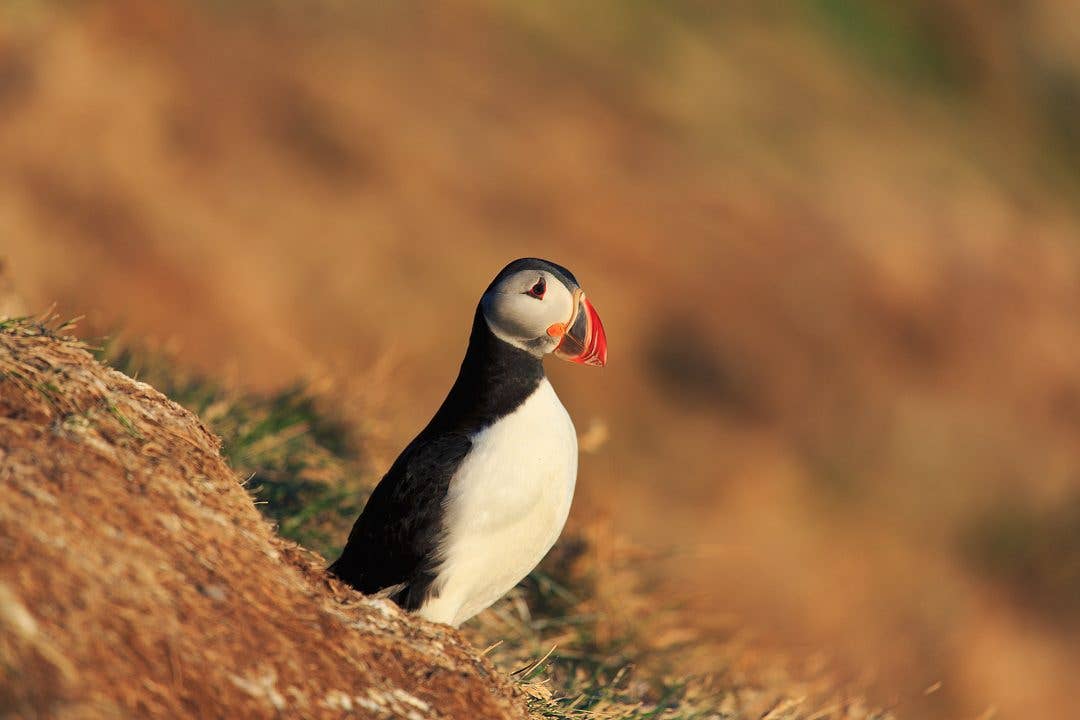 A lone Atlantic puffin stands on a mossy clifftop in golden evening light in Iceland.