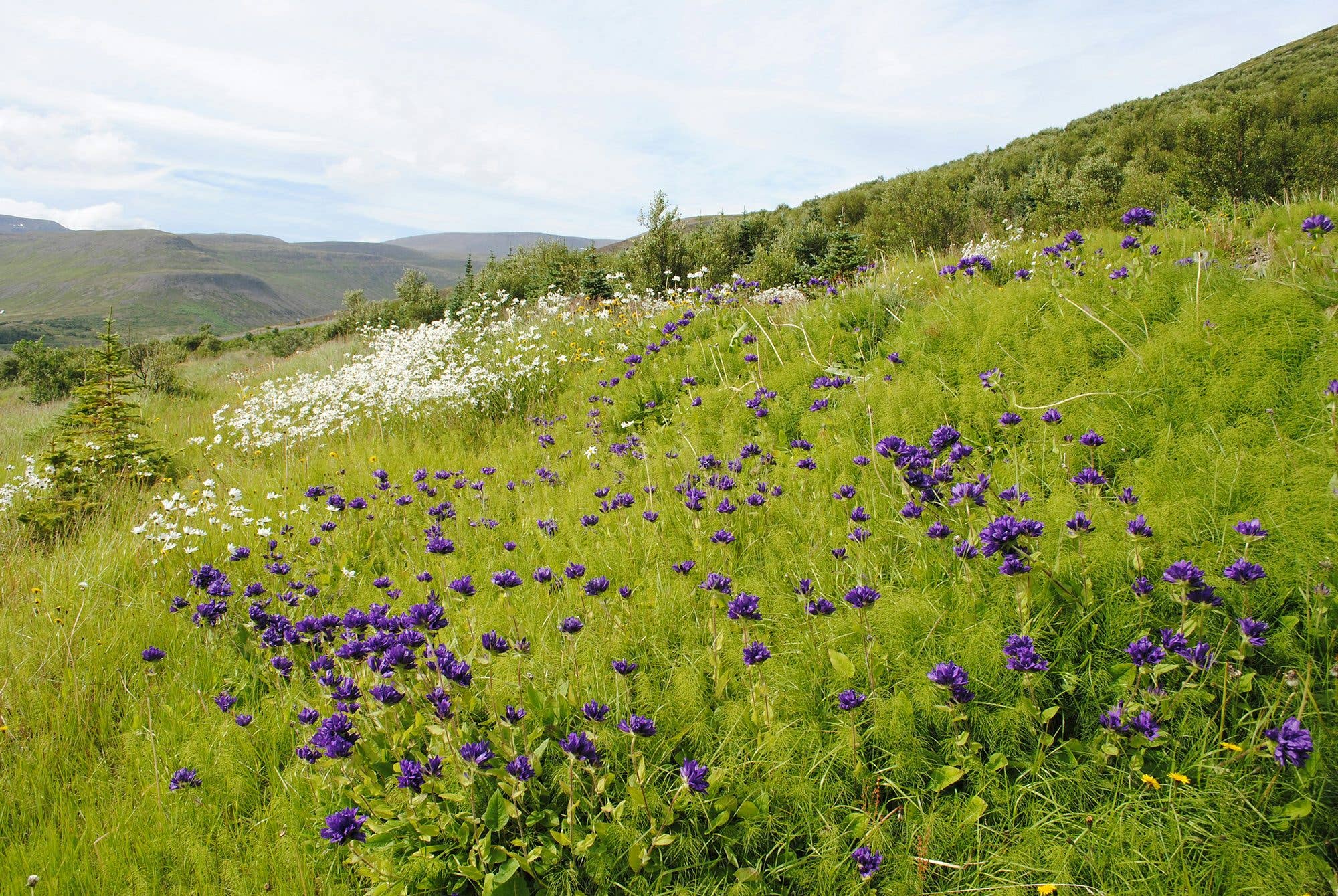 Purple and white wildflowers cover a green hillside above a fjord near Ísafjörður in the Westfjords of Iceland.