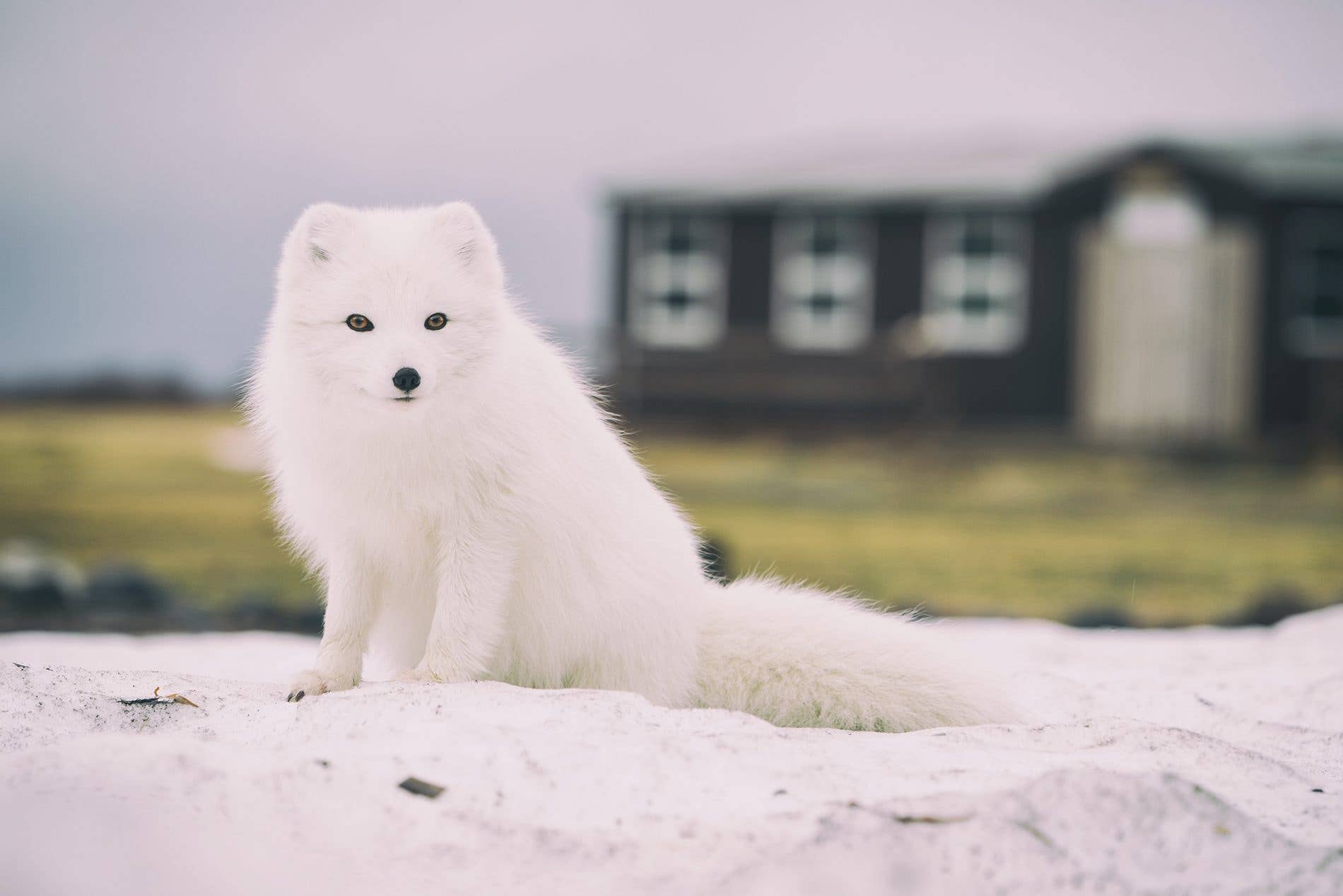 A white Arctic fox sits in the snow in front of a house in the Westfjords of Iceland.